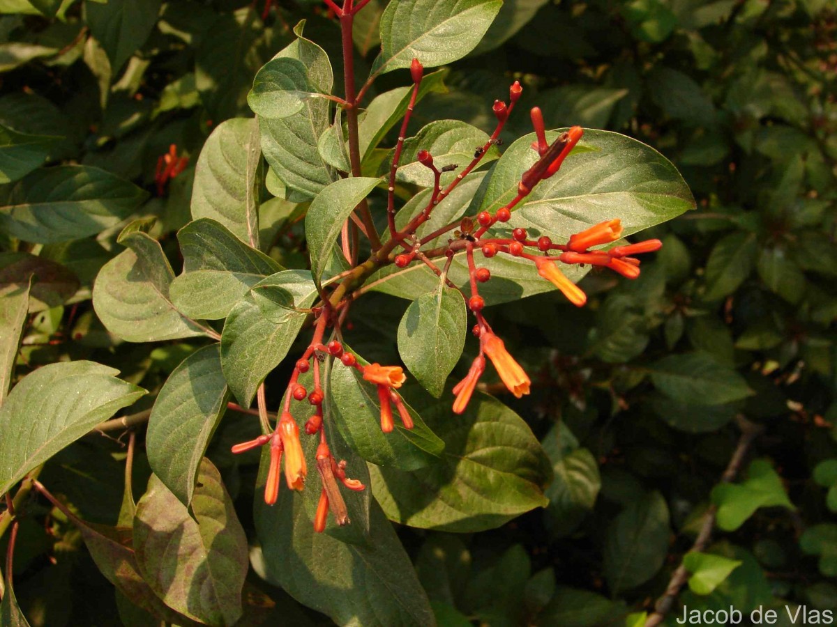 Hamelia patens Jacq.